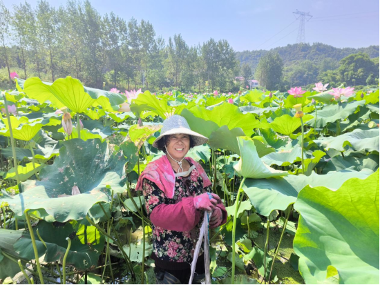 春秋鄉：“蓮”連豐收    特色產業(yè)賦能鄉村振興